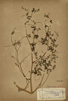 藏品(彎果黃菫)的圖片